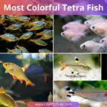 20 Amazing Colorful Tetras To Brighten Up Your Aquarium