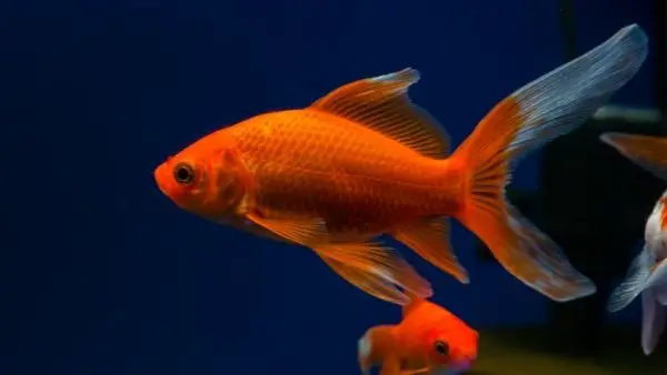 Species of goldfish