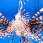7 Lionfish Facts You Have Probably Not Heard About
