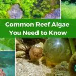 Different Types of Reef Algae You Should Know About