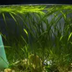 Learn How To Prevent and Control Aquarium Algae