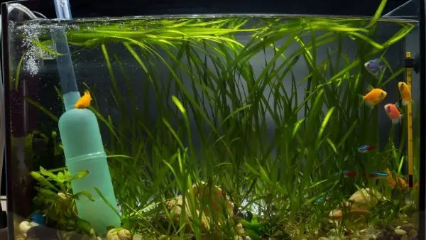 How to control aquarium algae
