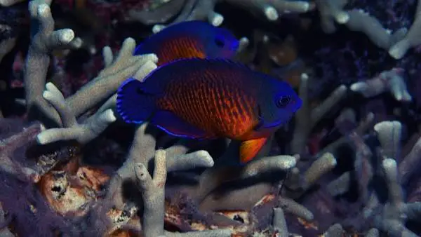 Coral beauty angelfish