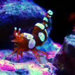 Everything There is to Know About The Anemone Shrimp (Sexy Shrimp)