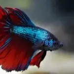 17 Types of Betta Fish – Colors, Patterns, and Tails