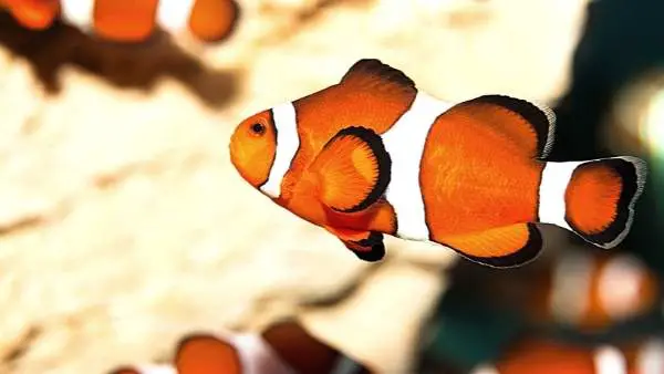 Different types of Clownfish