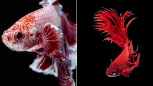 Do betta fish change colors?