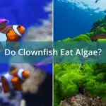 Do Clownfish Eat Algae?