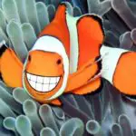 Do Clownfish Have Teeth?