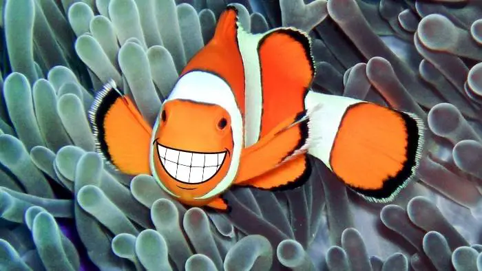 Do clownfish have teeth?
