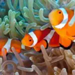 Do Clownfish Need a Heater and the Best Water Temperature for Them