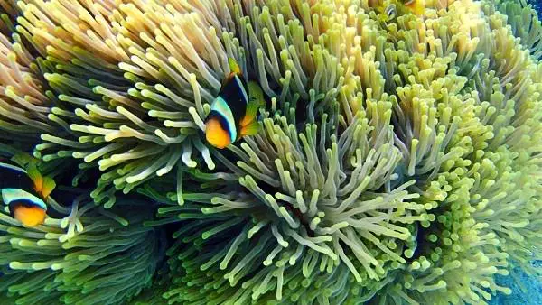 Do clownfish need anemones