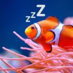 Do Clownfish Sleep?