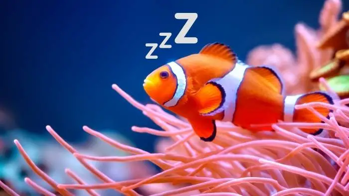 Do clownfish sleep