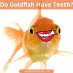 Do Goldfish Have Teeth and Do They Bite?
