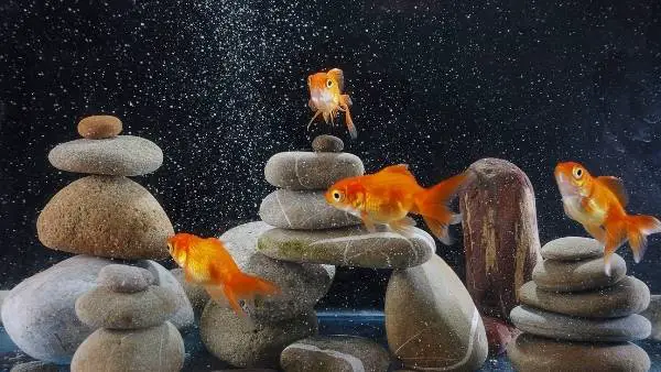 Do goldfish see in the dark