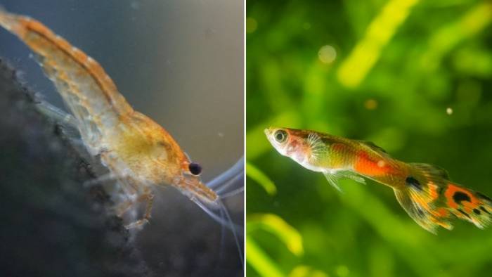 Can Shrimp and Guppies Live Together or Will Guppies Eat Shrimp?