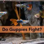 Do Guppies Fight and How to Prevent it