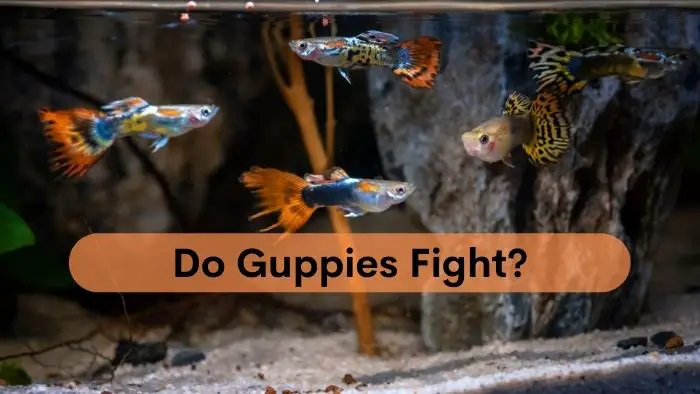 Do guppies fight
