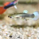 Do Guppies Sleep? (What You Need To Know)