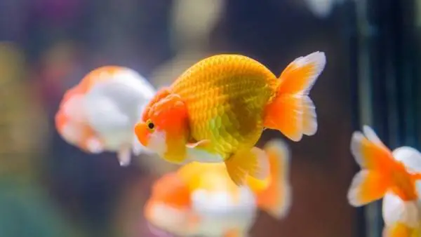 Goldfish and tetras