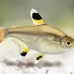 Do Tetras Lay Eggs and How Do They Breed?