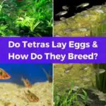 Do Tetras Lay Eggs and How Do They Breed?
