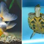 Do Turtles Eat Goldfish?