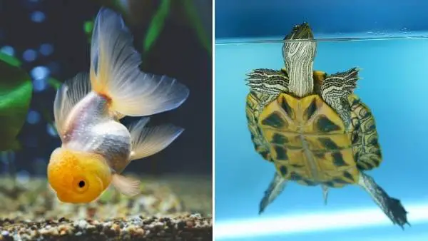Do turtles eat goldfish?