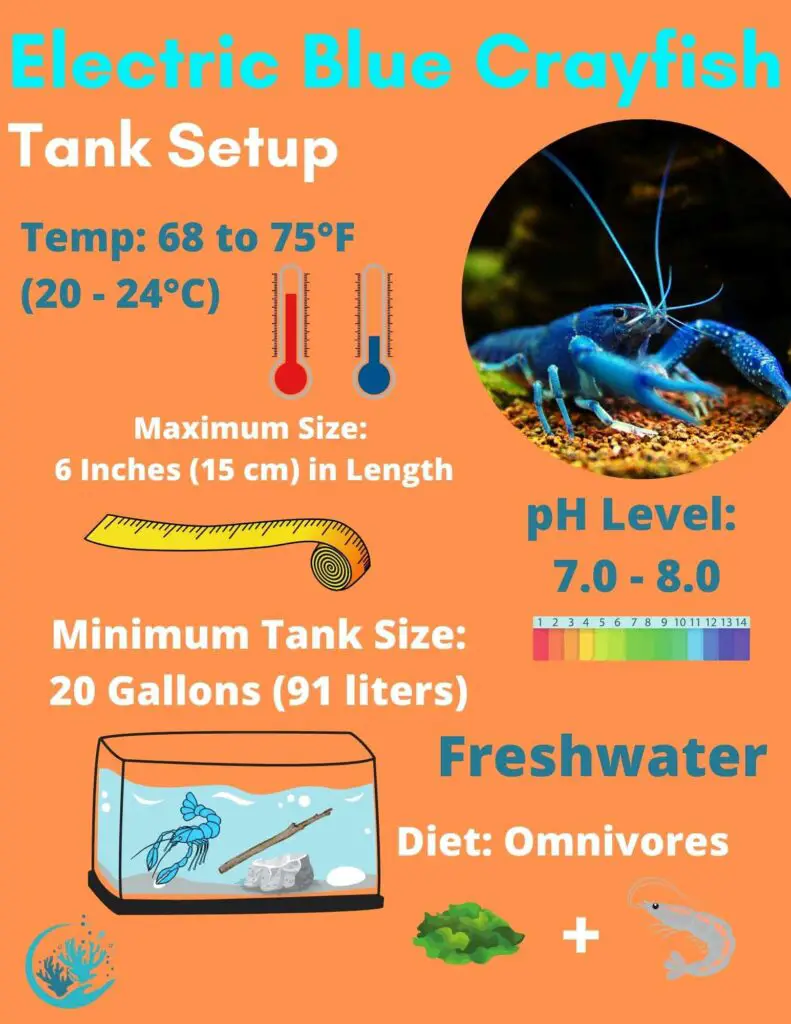 Electric Blue Crayfish: Your Ultimate Care Guide & Interesting Facts