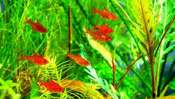 Ember tetra Betta fish tank mate