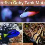 Top 5 Firefish Goby Tank Mates