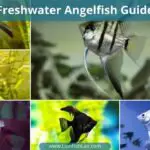 Freshwater Angelfish – Everything You Need To Know