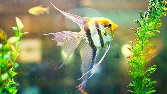 Freshwater angelfish guide Freshwater angelfish