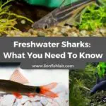 The Ultimate Freshwater Shark Guide