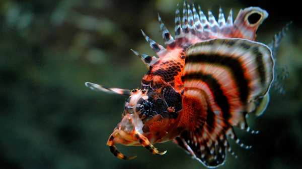 fu-manchu-lionfish-100-gallons