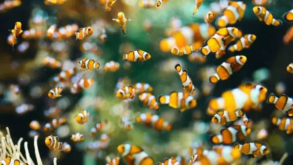 Fun facts about clownfish