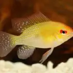 Gold Ram Cichlid Care Guide – What you Need to Know