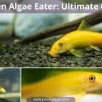 Golden Algae Eater: Everything You Need To Know