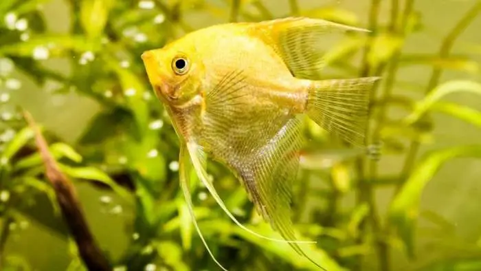 Golden angelfish