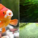 Do Goldfish Eat Algae?