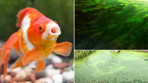Goldfish algae eaters