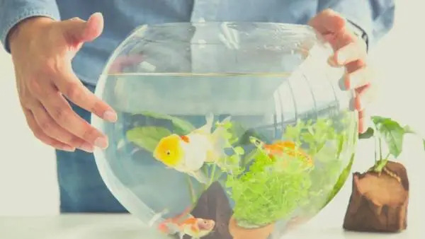 Can goldfish live in a bowl?