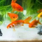 What Should You Feed Goldfish? (Food Alternatives)