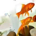 5 of The Best Goldfish Tank Mates