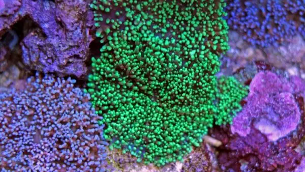 Green hairy coral