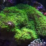 GSP Coral (Green Star Polyp): The Ultimate Care Guide