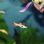 Do Guppies Eat Their Babies? Here’s How You Can Prevent It