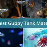 Top 8 Compatible Guppy Tank Mates That Will Brighten Up Your Aquarium
