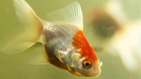 How do goldfish sleep?